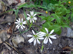 Stellaria chilensis