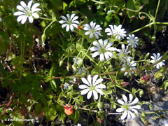 Stellaria chilensis
