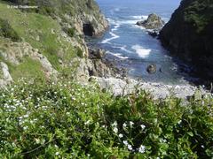 Stellaria chilensis