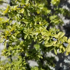 Condalia correllii
