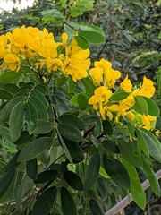 Senna racemosa