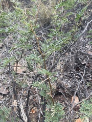 Vachellia grandicornuta