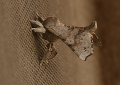 Olceclostera seraphica