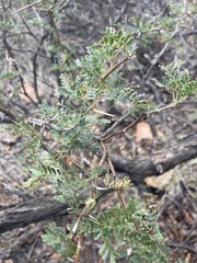 Vachellia grandicornuta