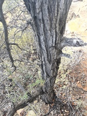 Vachellia grandicornuta