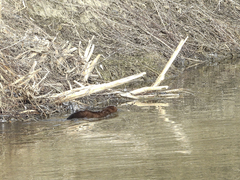 Mustela lutreola