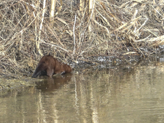 Mustela lutreola