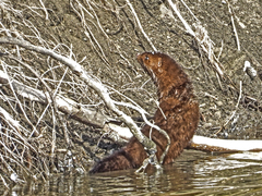 Mustela lutreola