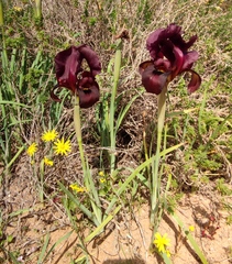 Iris atropurpurea