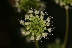 Myrrhidendron