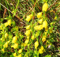 Erica campanularis
