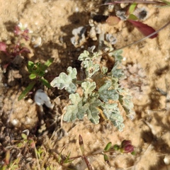 Neurada procumbens