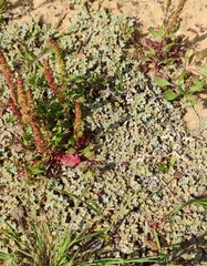 Neurada procumbens