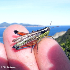 Dichroplus vittigerum