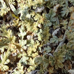 Neurada procumbens