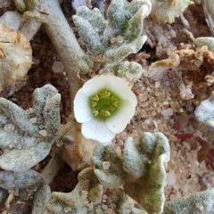 Neurada procumbens