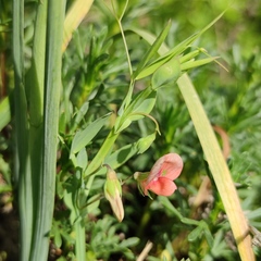Lathyrus marmoratus