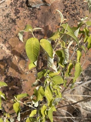 Croton menyharthii