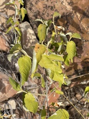 Croton menyharthii