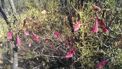 Prostanthera semiteres