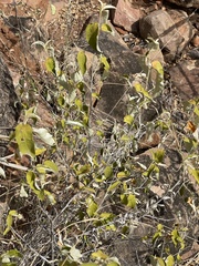 Croton menyharthii