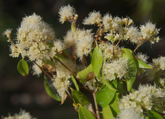 Backhousia tetraptera