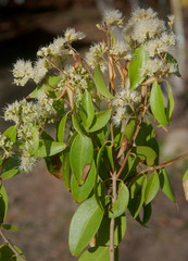 Backhousia tetraptera
