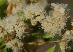 Backhousia tetraptera