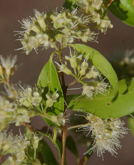 Backhousia tetraptera