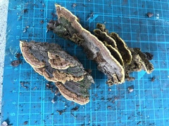 Phellinus xeranticus