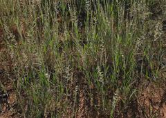Schmidtia pappophoroides