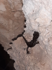 Speleomantes italicus