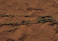 Schmidtia pappophoroides