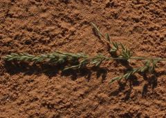 Schmidtia pappophoroides