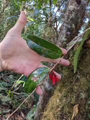 Macleania rupestris image