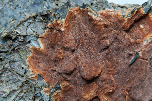 Phellinidium ferrugineofuscum (P.Karst.) Fiasson & Niemelä