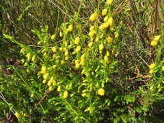 Erica campanularis