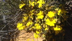 Hibbertia eatoniae
