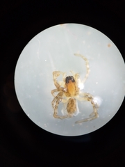 Araneae