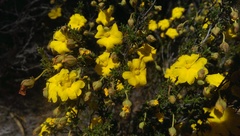 Hibbertia eatoniae