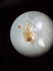 Araneae