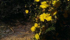 Hibbertia eatoniae