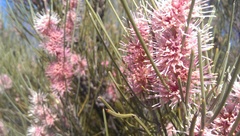 Hakea scoparia
