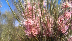 Hakea scoparia