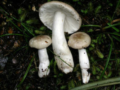 Russula purpureotincta