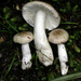 Russula purpureotincta - Photo (c) Jerry Cooper, some rights reserved (CC BY), uploaded by Jerry Cooper