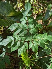 Myrrhidendron