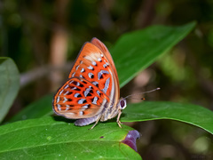 Taxila haquinus