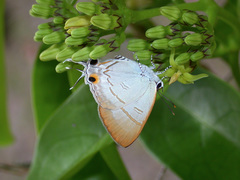 Hypolycaena erylus