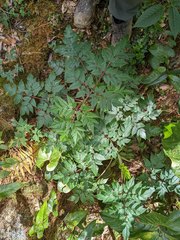 Myrrhidendron